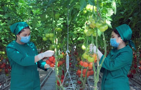 Тепличное хозяйство в Туркменбаши начало сбор нового урожая томатов