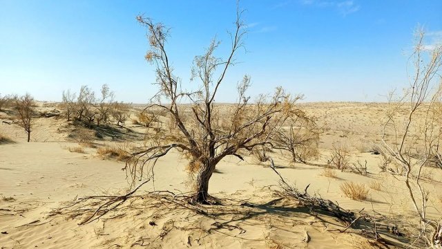 В Туркменистане изучили состояние растительности в зоне Приаралья