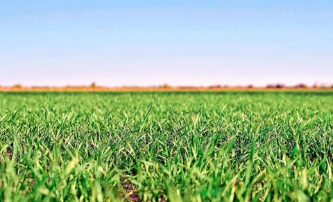 Лебап планирует собрать 310 тысяч тонн пшеницы в новом сезоне