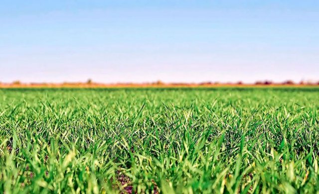 Лебап планирует собрать 310 тысяч тонн пшеницы в новом сезоне