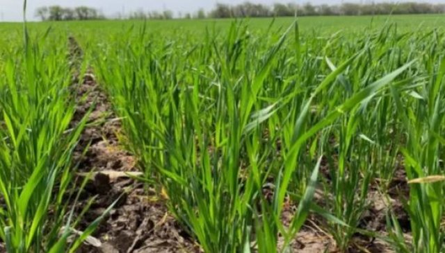 В Балканском велаяте стартовал агротехнический уход за 50 тыс. га пшеницы