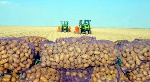 В Дашогузском велаяте собрали 17 тысяч тонн картофеля