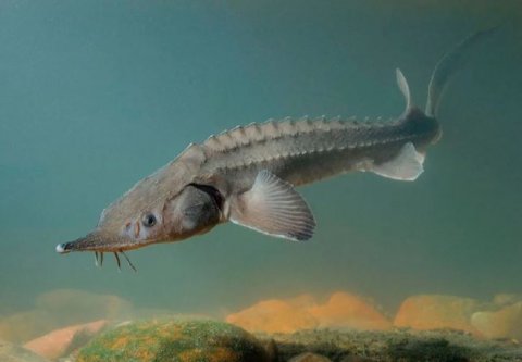 На заседании в Ашхабаде пять стран Каспия запретили коммерческий лов осетровых