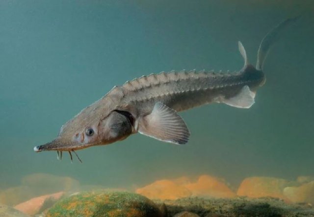 На заседании в Ашхабаде пять стран Каспия запретили коммерческий лов осетровых