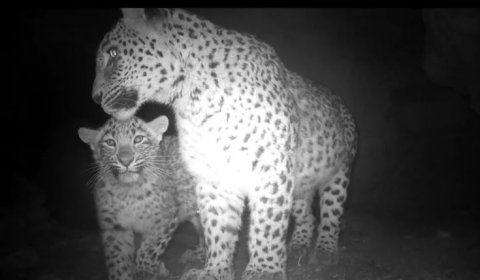 В Бадхызском заповеднике зафиксирована вторая самка леопарда с детёнышем