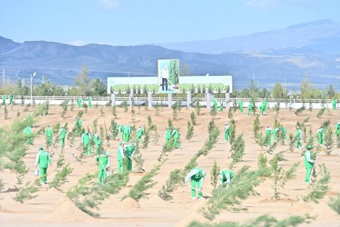 Свыше 611 тысяч саженцев: Туркменистан провёл всенародный день озеленения