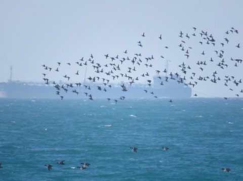 Туркменистан отмечает Международный день Каспийского моря