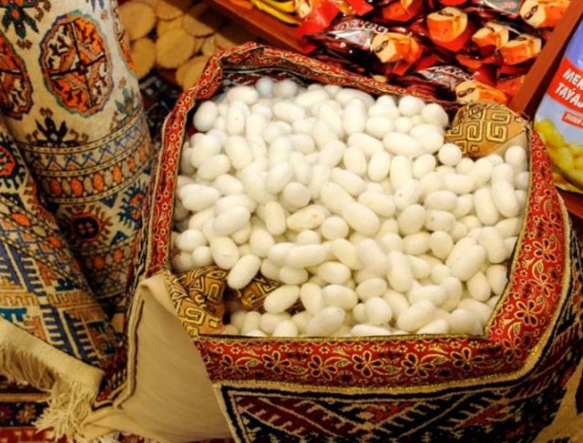 В Дашогузе готовят 70 инкубаторов к весеннему сезону шелководства