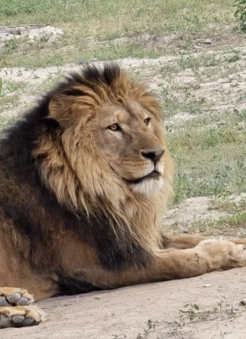 Ашхабадский зоопарк пополнился львами из Казахстана