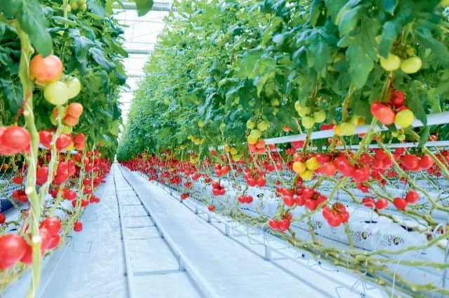 Развитие аграрного бизнеса укрепляет продовольственную безопасность Туркменистана