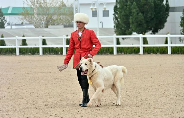 Туркменистану вручен сертификат ЮНЕСКО за традиции разведения туркменских алабаев