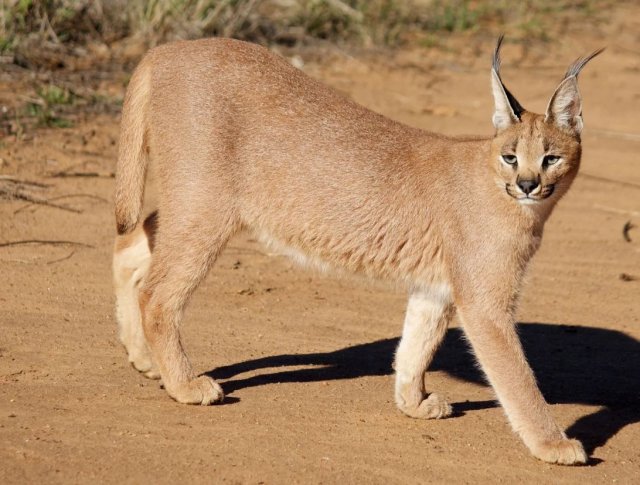 Первая за 15 лет встреча с каракалом в юго-западном Туркменистане