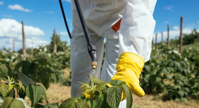 Туркменистан закупит средства защиты для пшеницы и хлопчатника