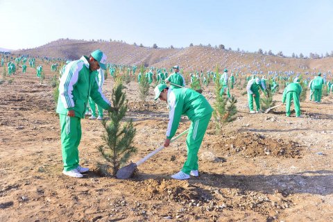 В Туркменистане запланирована масштабная посадка 3 миллионов саженцев